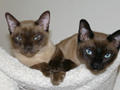 Booli & Bisli