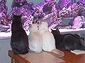Gucci, Tsoomi, Milki & Kfitzi
