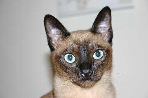 Bisli