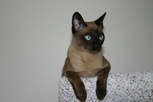 Bisli