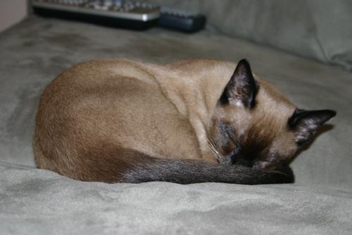 Bisli