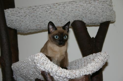 Bisli