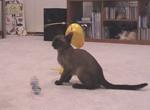Bisli playing!