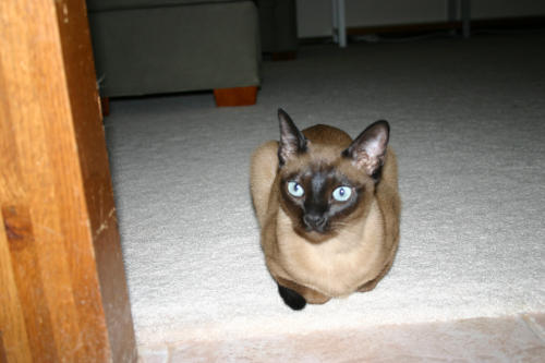 Bisli
