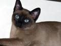 Bisli