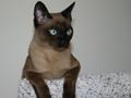 Bisli
