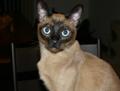 Bisli