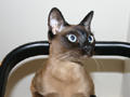 Bisli