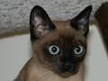 Bisli