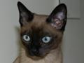 Bisli
