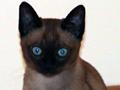 Bisli
