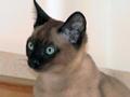 Bisli