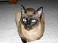 Bisli