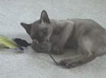 Booli playing!
