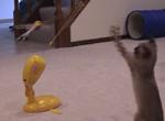 Booli playing!