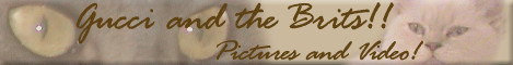 Gucci and the Brits