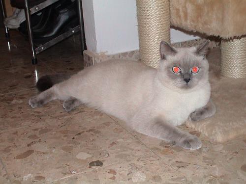 Kfitzi
