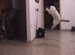 Milki and "The Bird"