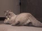 Milki and the catnip-sock