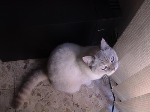milki