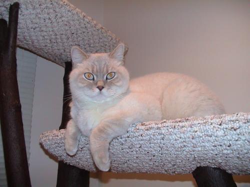 milki