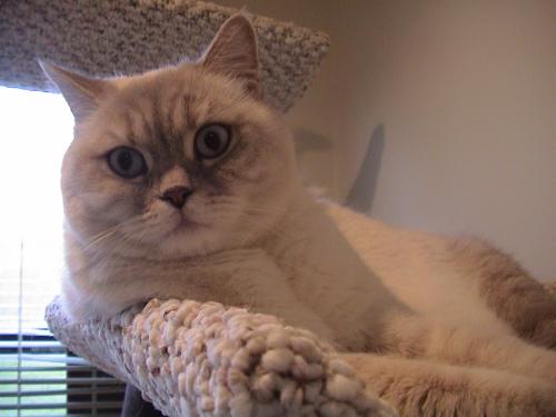 milki