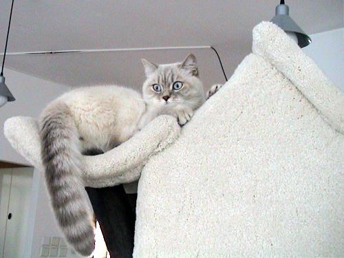 milki