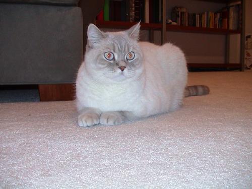 milki