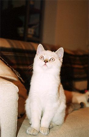 milki