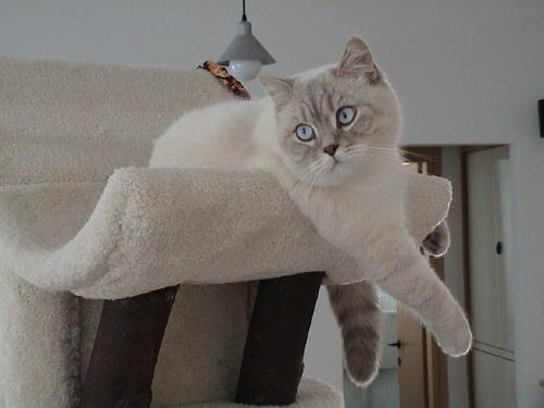 milki