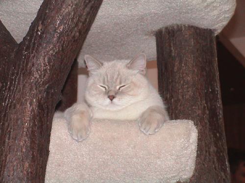 milki