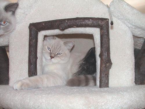 milki