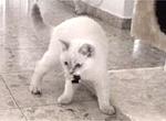 Milki Nov. 2001