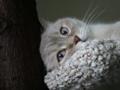 Milki