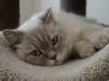 Milki
