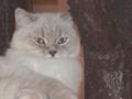 Milki