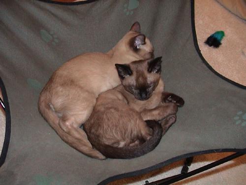 Booli & Bisli
