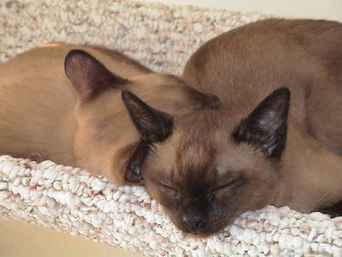 Booli & Bisli