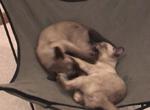 The Tonks playing!