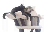 Gucci and Kfitzi playing on the cat stand