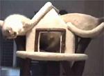 Milki and Kfitzi playing on the cat stand