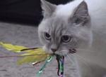 Feathers! Milki and Kfitzi go crazy