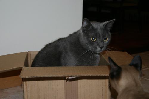 Gucci & Bisli