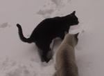 Gucci and Kfitzi in the snow