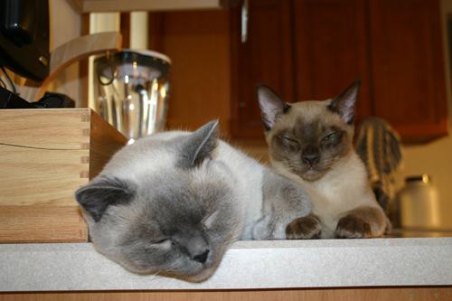 Kfitzi  & Booli 