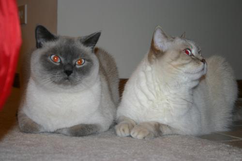  Milki & Kfitzi 