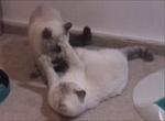 Milki and Kfitzi playing