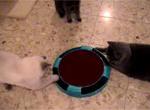Gucci Tsoomi and Kfitzi playing with motor-mouse