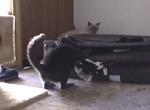 The Suitcase