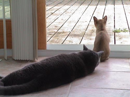 Tsoomi & Booli